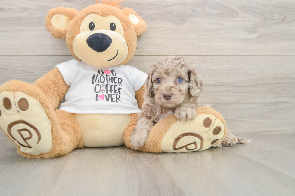 Cockapoo Puppy for Adoption