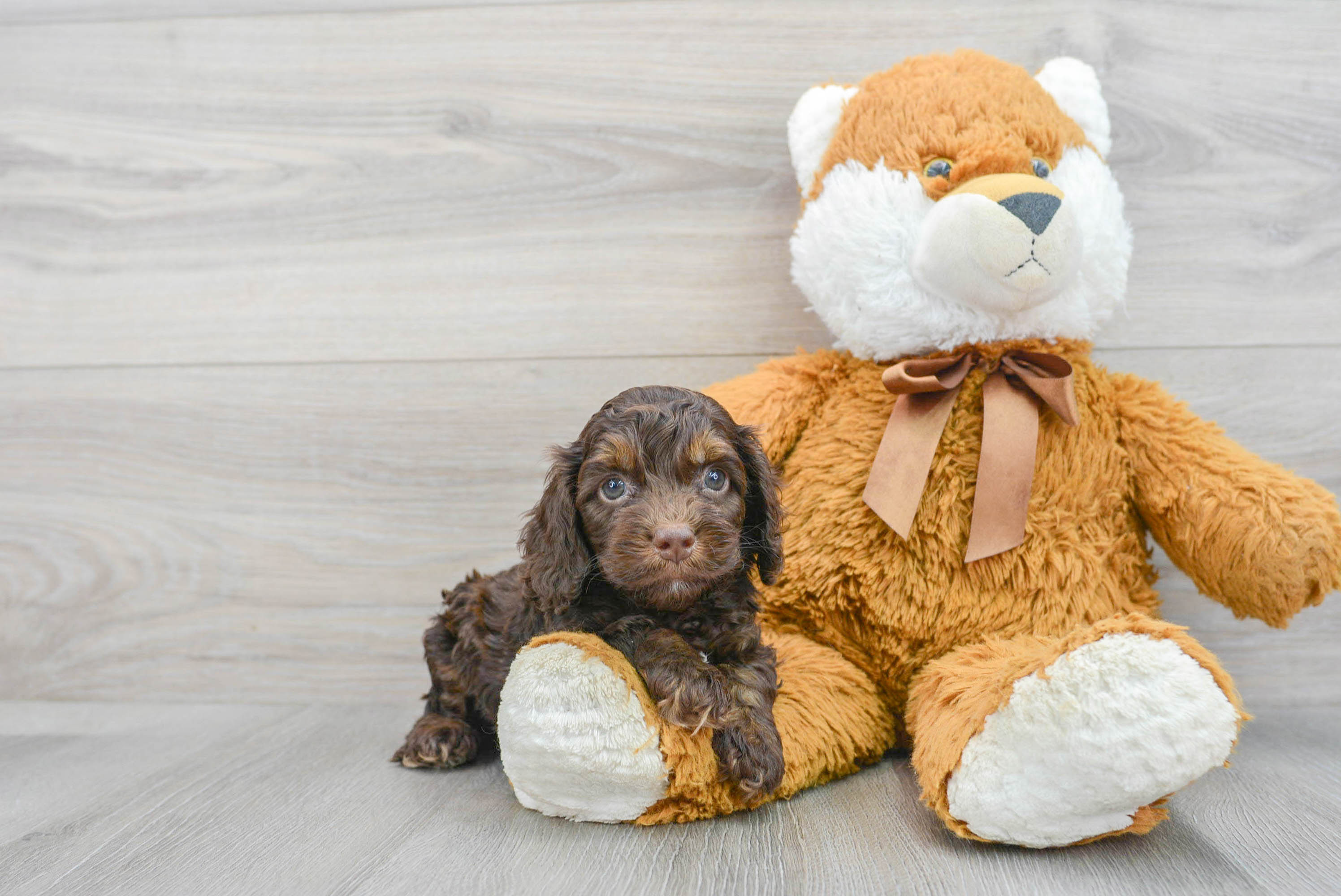 Petite Cockapoo Poodle Mix Pup