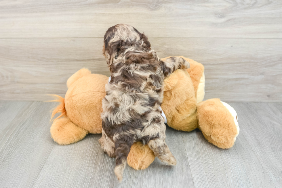 Cockapoo Pup Being Cute