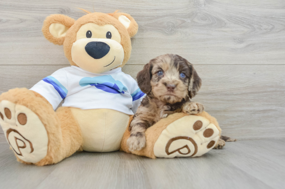 5 week old Cockapoo Puppy For Sale - Lone Star Pups