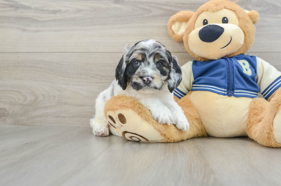 5 week old Cockapoo Puppy For Sale - Lone Star Pups