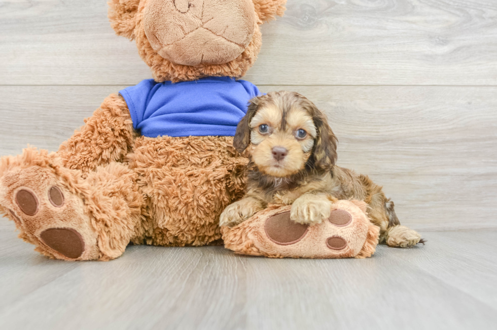 8 week old Cockapoo Puppy For Sale - Lone Star Pups