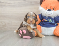 8 week old Cockapoo Puppy For Sale - Lone Star Pups