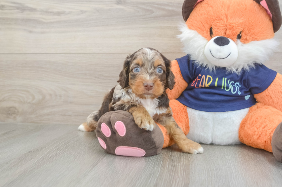 5 week old Cockapoo Puppy For Sale - Lone Star Pups