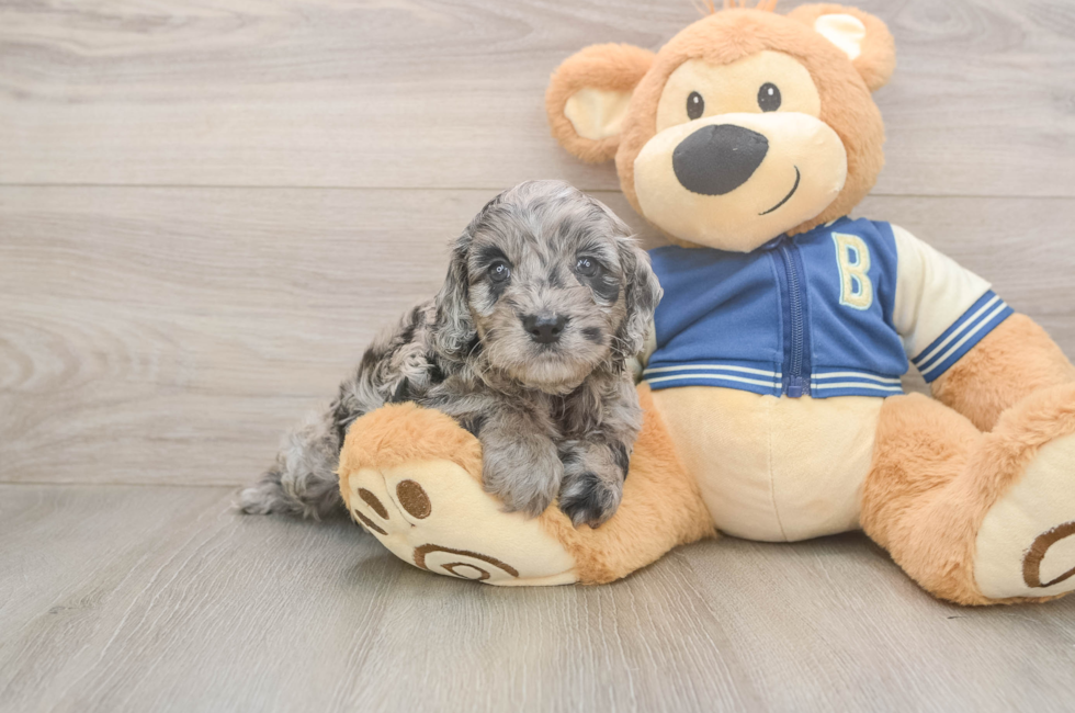 5 week old Cockapoo Puppy For Sale - Lone Star Pups