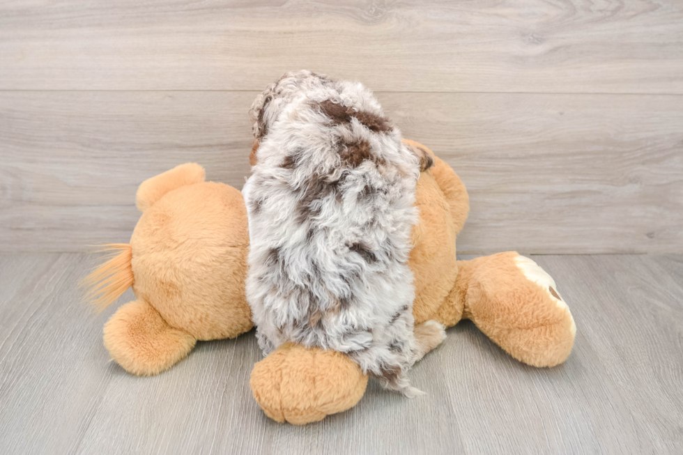 Cockapoo Pup Being Cute