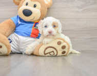6 week old Cockapoo Puppy For Sale - Lone Star Pups