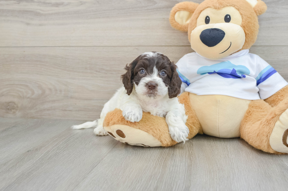 5 week old Cockapoo Puppy For Sale - Lone Star Pups