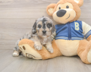 7 week old Cockapoo Puppy For Sale - Lone Star Pups