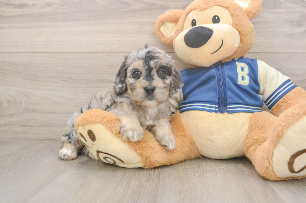 5 week old Cockapoo Puppy For Sale - Lone Star Pups