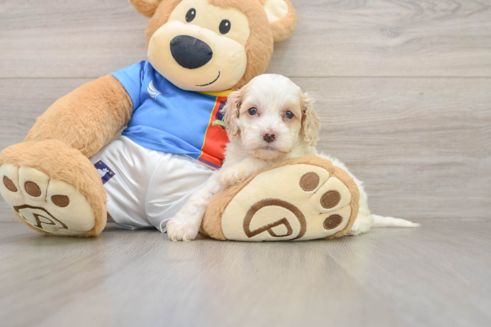Fluffy Cockapoo Poodle Mix Pup