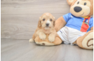 Best Cockapoo Baby