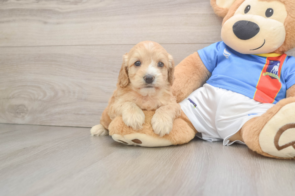 Best Cockapoo Baby