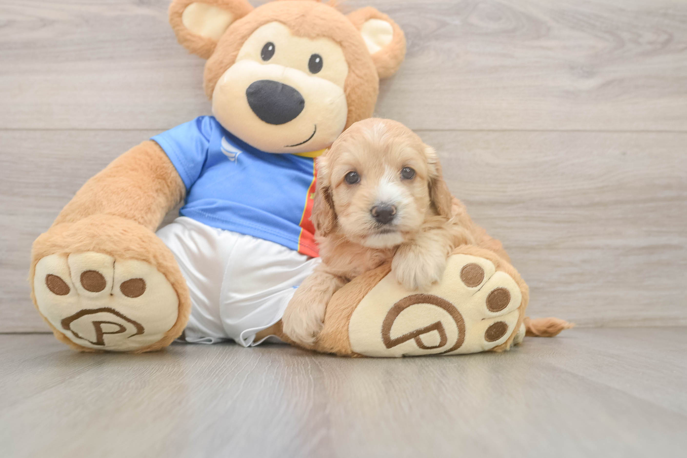 Cockapoo Puppy for Adoption