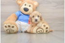 Cockapoo Puppy for Adoption