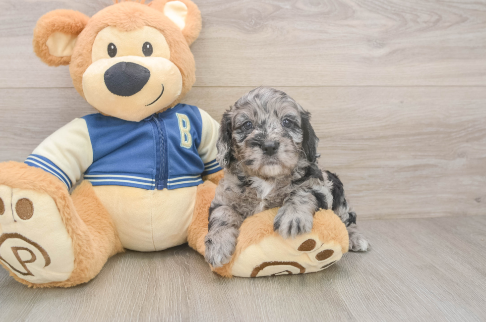5 week old Cockapoo Puppy For Sale - Lone Star Pups