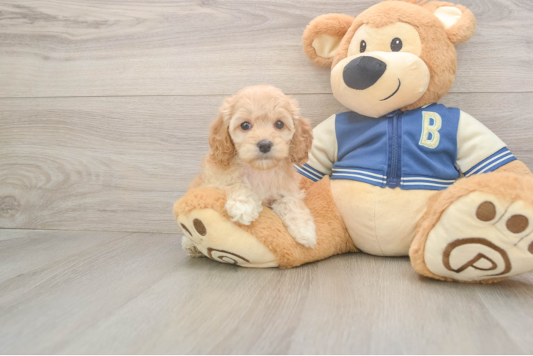 Sweet Cockapoo Baby