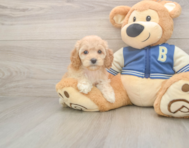 7 week old Cockapoo Puppy For Sale - Lone Star Pups