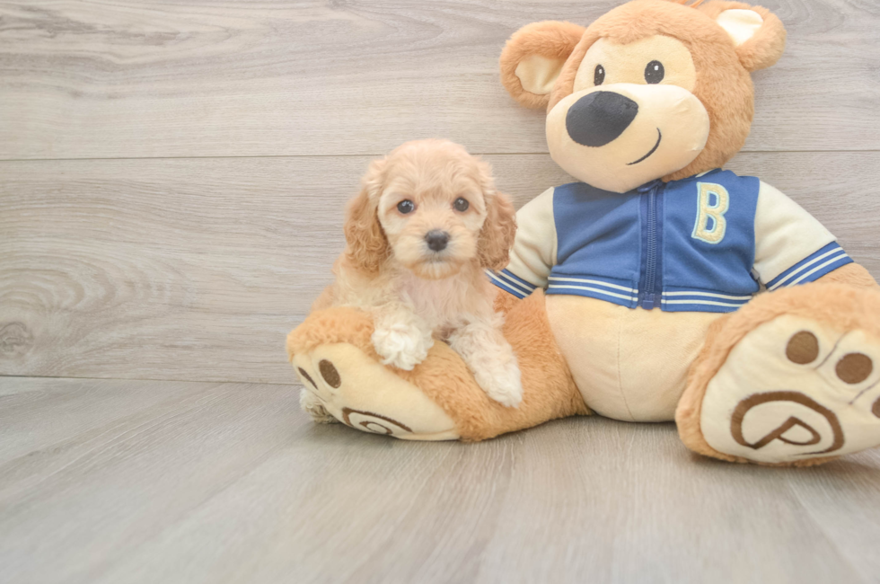 6 week old Cockapoo Puppy For Sale - Lone Star Pups