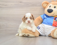 6 week old Cockapoo Puppy For Sale - Lone Star Pups