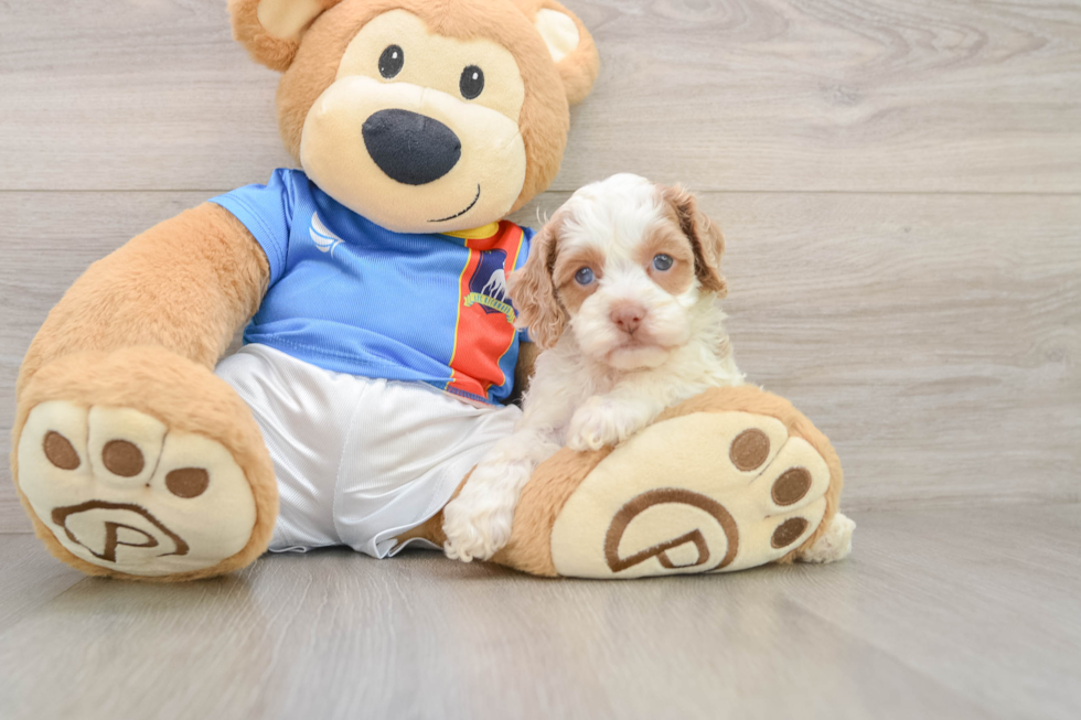 Happy Cockapoo Baby
