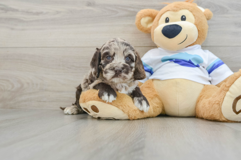 5 week old Cockapoo Puppy For Sale - Lone Star Pups