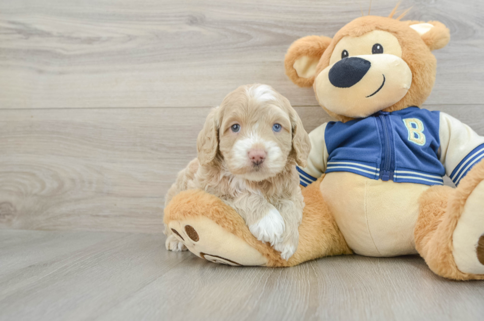 5 week old Cockapoo Puppy For Sale - Lone Star Pups