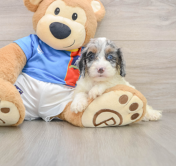 9 week old Cockapoo Puppy For Sale - Lone Star Pups