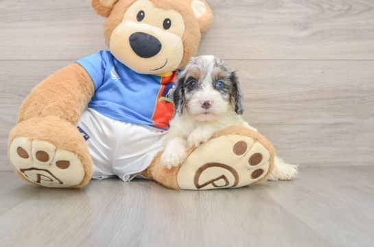 Cockapoo Pup Being Cute