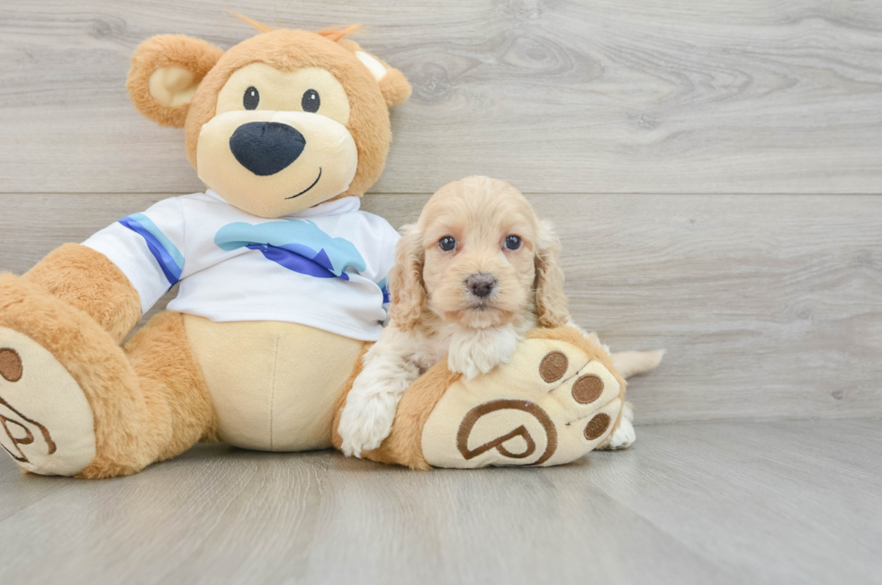 5 week old Cockapoo Puppy For Sale - Lone Star Pups