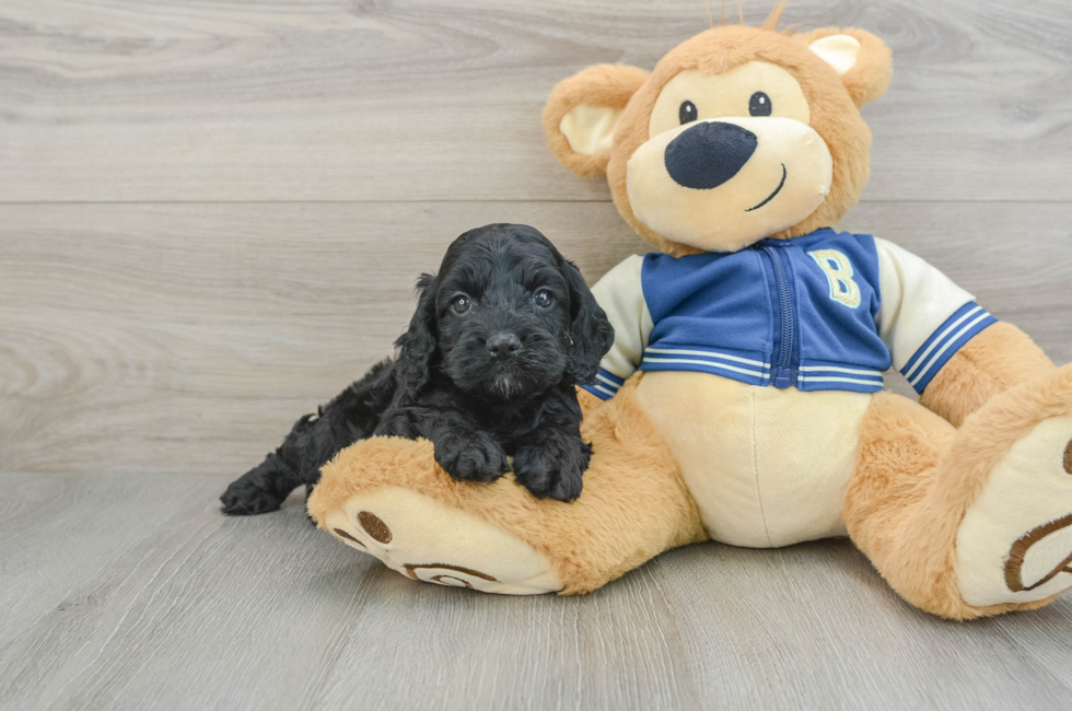 5 week old Cockapoo Puppy For Sale - Lone Star Pups