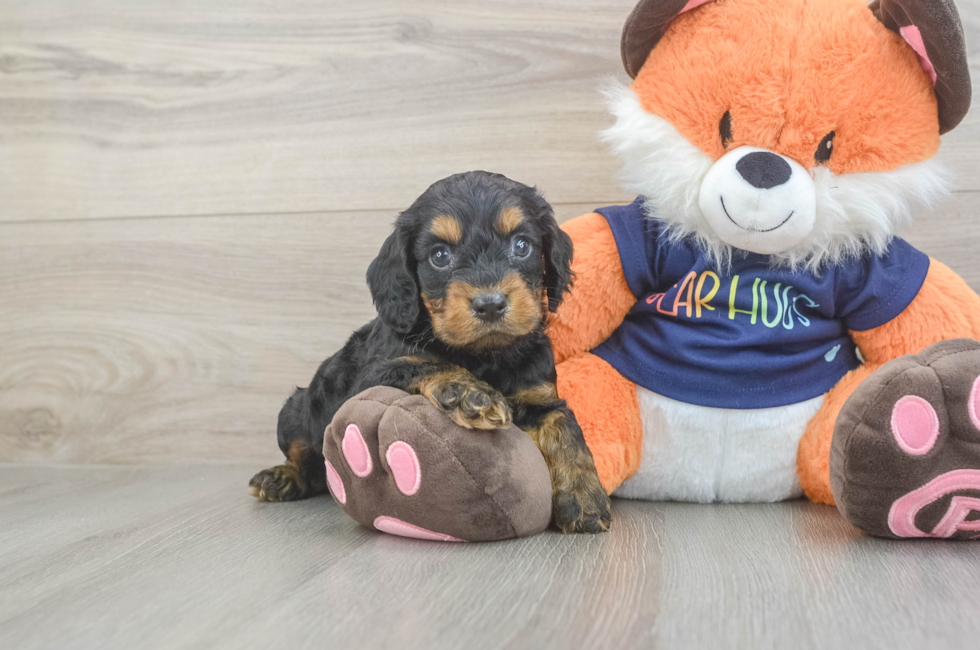 5 week old Cockapoo Puppy For Sale - Lone Star Pups