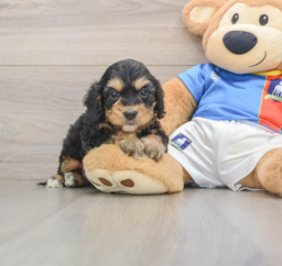 9 week old Cockapoo Puppy For Sale - Lone Star Pups