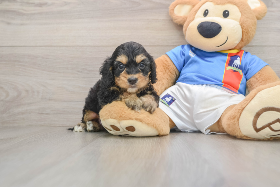 Sweet Cockapoo Baby