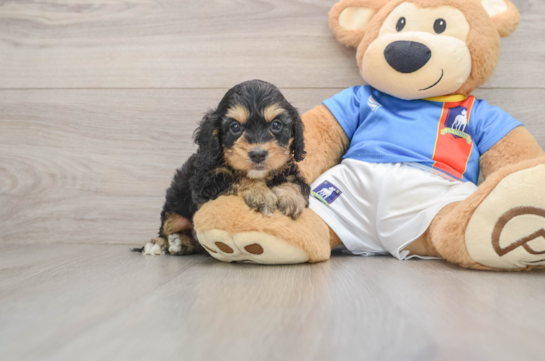 Sweet Cockapoo Baby