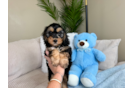 Cockapoo Puppy for Adoption