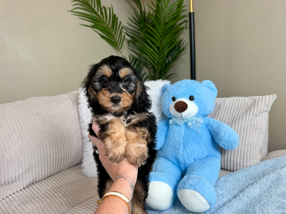 Cockapoo Puppy for Adoption