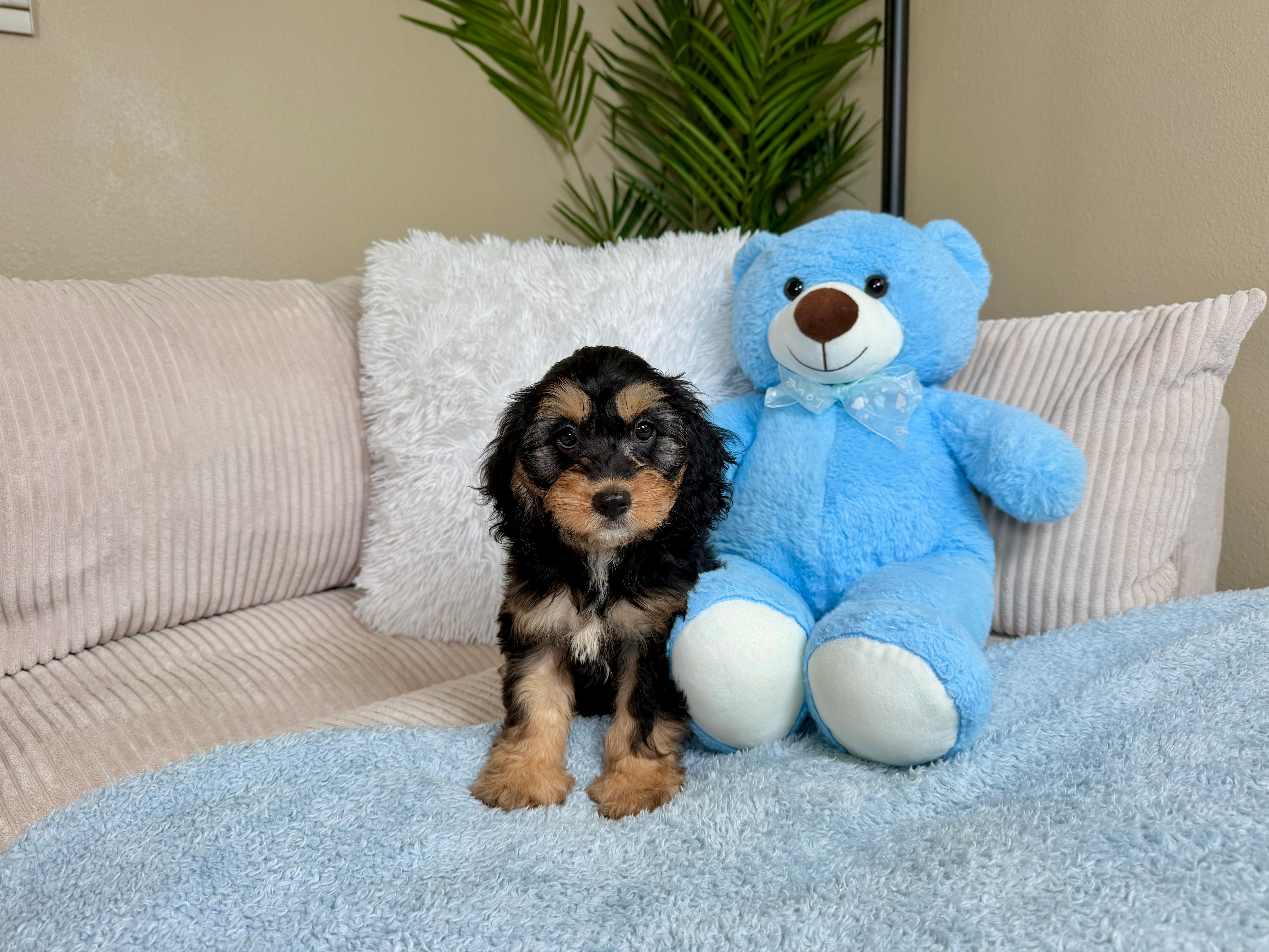Best Cockapoo Baby