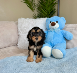 10 week old Cockapoo Puppy For Sale - Lone Star Pups