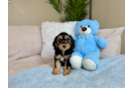 Best Cockapoo Baby