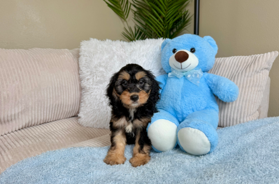 Best Cockapoo Baby