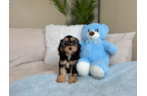 Cockapoo Puppy for Adoption