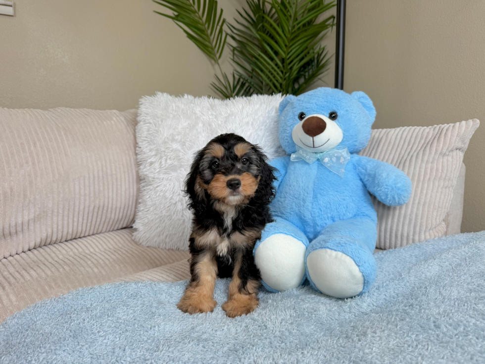 Cockapoo Puppy for Adoption