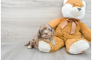 Best Cockapoo Baby