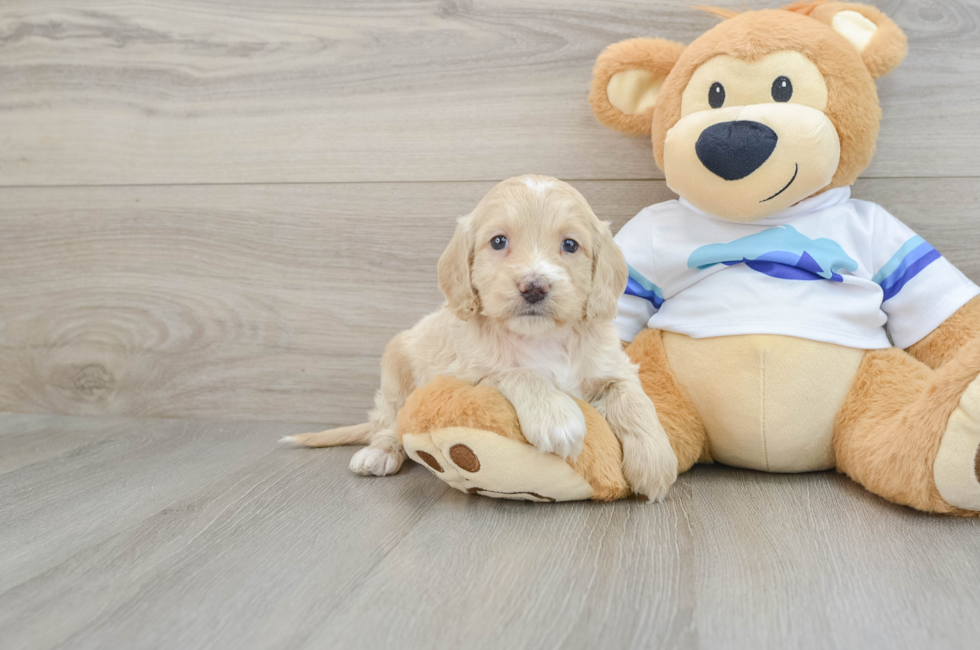 5 week old Cockapoo Puppy For Sale - Lone Star Pups