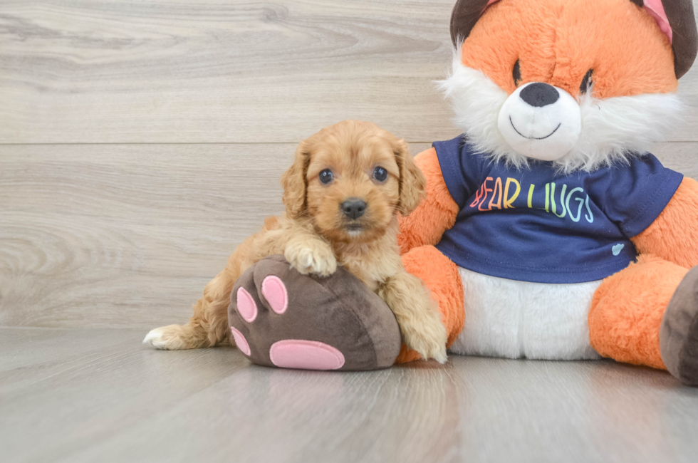 5 week old Cockapoo Puppy For Sale - Lone Star Pups