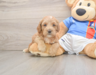 8 week old Cockapoo Puppy For Sale - Lone Star Pups