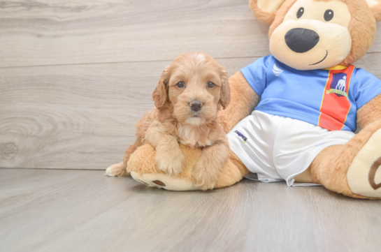 Best Cockapoo Baby