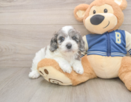 7 week old Cockapoo Puppy For Sale - Lone Star Pups