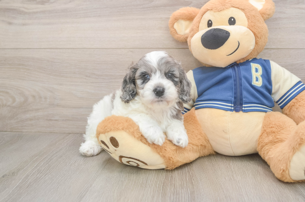 5 week old Cockapoo Puppy For Sale - Lone Star Pups